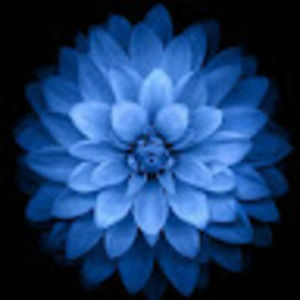 Meet your Posher, Ellen hickerson